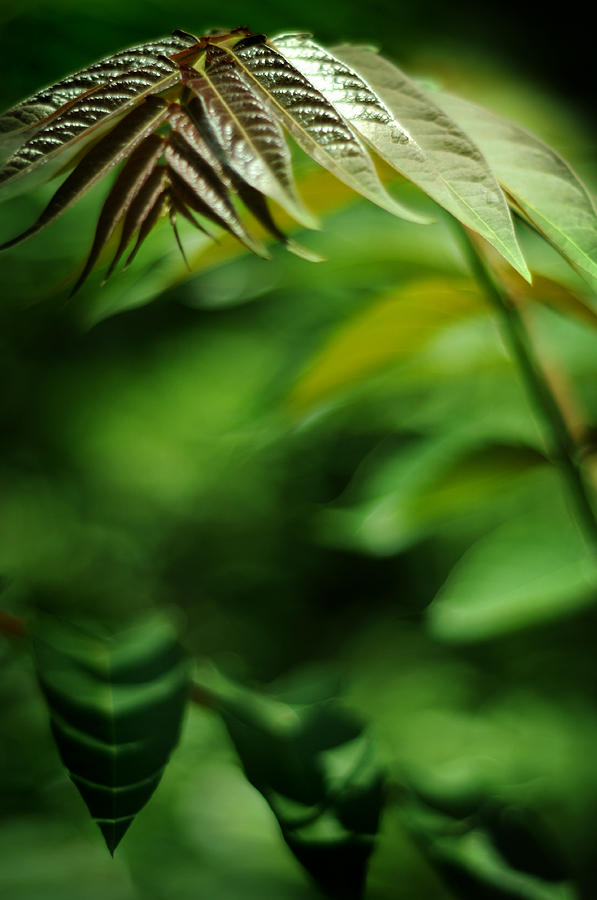 Rhus typhia - Smooth Sumac Photograph by Rebecca Sherman