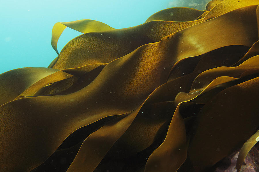Ribbon Kelp, Antarctica Photograph by Hiroya Minakuchi