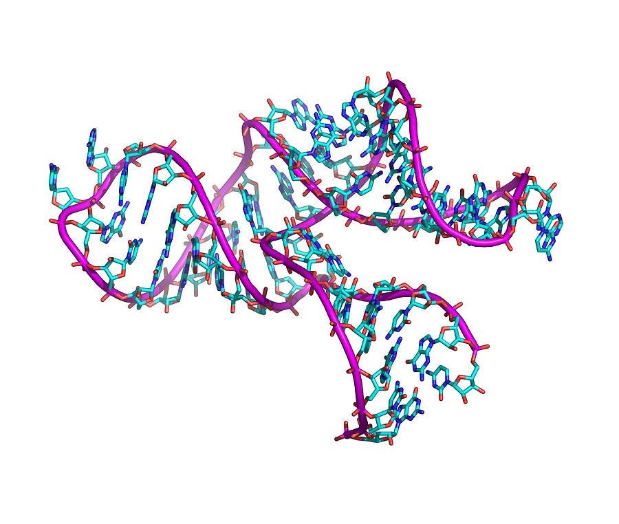 Ribozyme Molecule by Science Photo Library