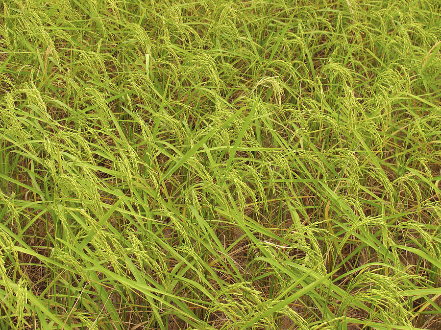 Rice Field Photograph by Bjorn Svensson - Fine Art America