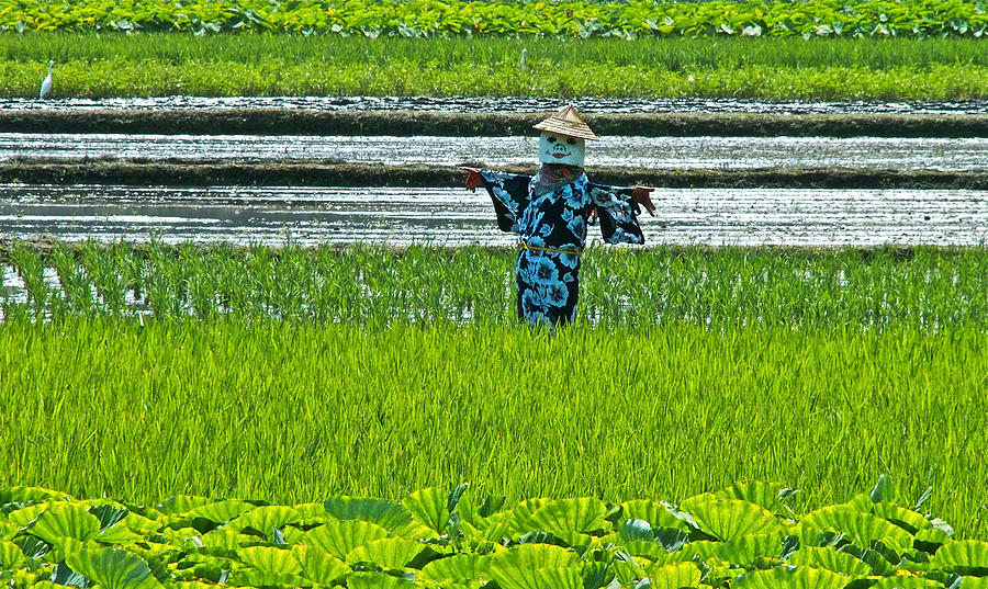 Rice field - Okinawa Photograph by Jocelyn Kahawai