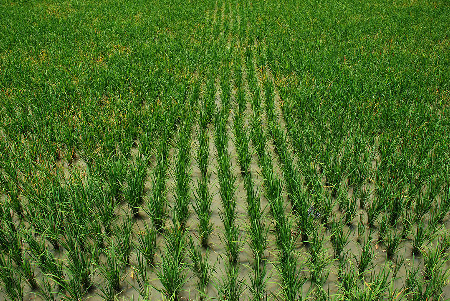 Rice Field Photograph by Perry Van Munster
