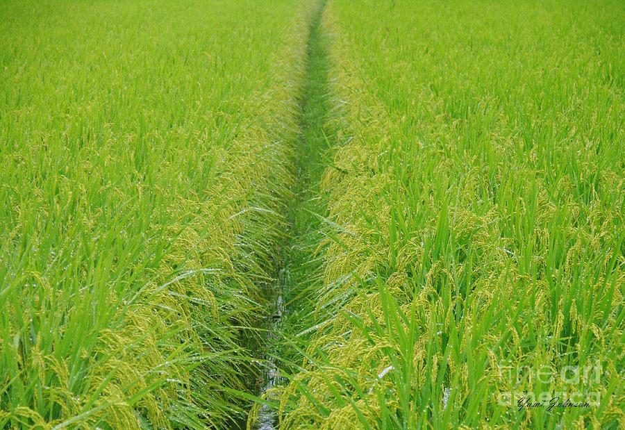 Rice field Photograph by Yumi Johnson
