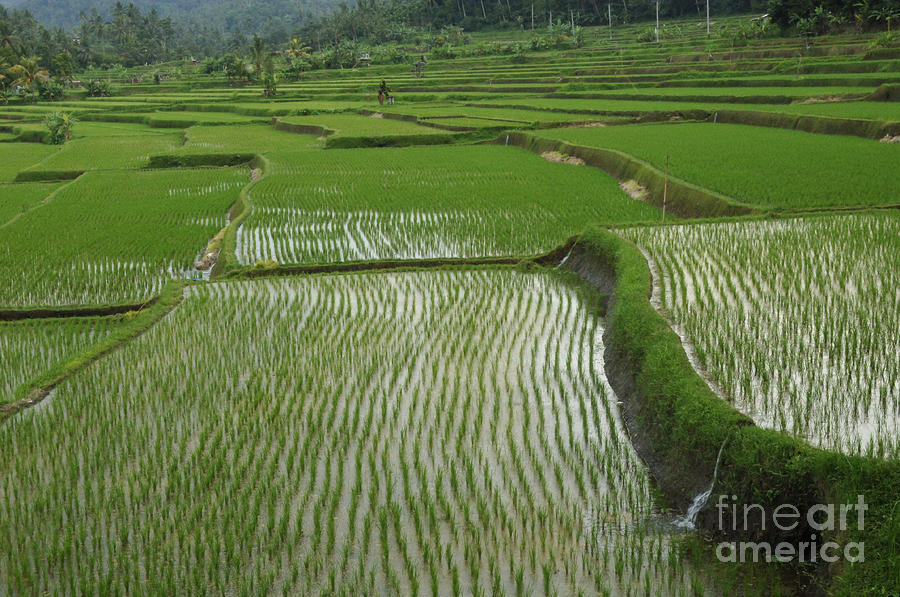 Rice Fields Bali Photograph by Bob Christopher