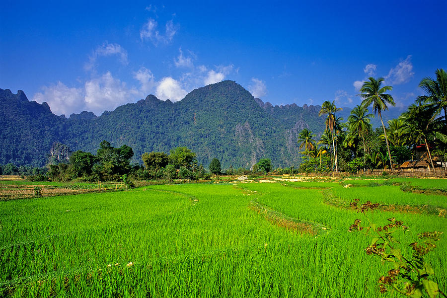 Rice Fields In Laos by Ingo Jezierski