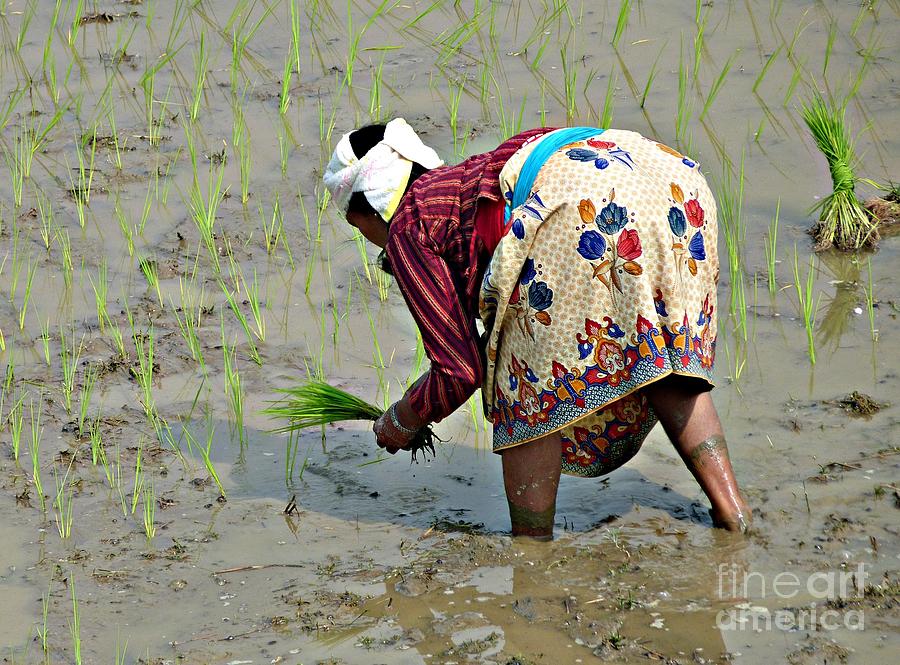 Rice Planting Photograph by Louise Peardon