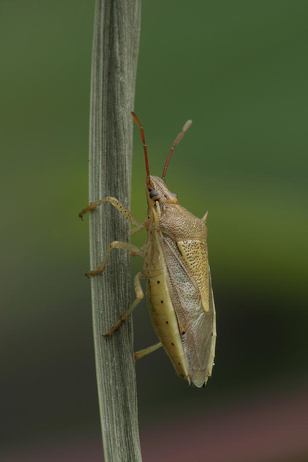 Rice Stink Bug Photograph by Daniel Reed