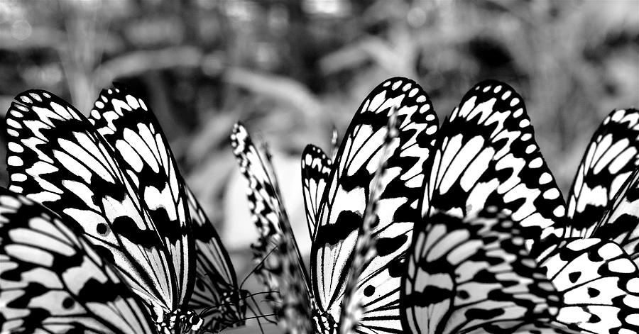 Ricepaper butterflys Photograph by Jocelyn Kahawai