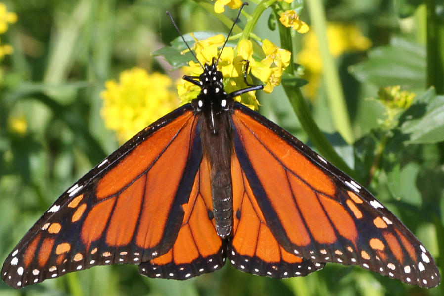 Rich Colored Monarch  Photograph by Mark J Seefeldt