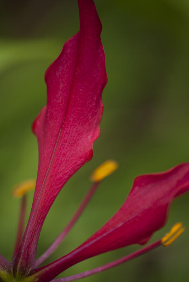 Rich Petals by Jason Pryor Rich Petals by Jason Pryor