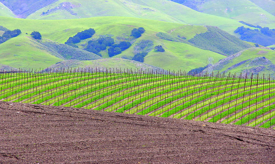 Rich Vineyard and Lush Green Hills Photograph by Jeff Lowe