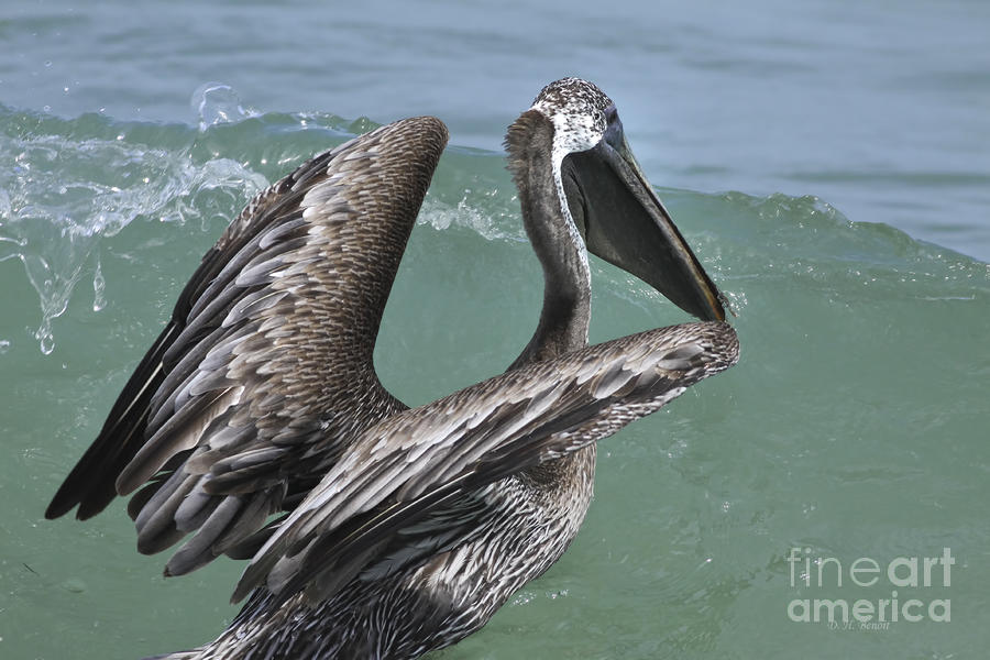 Pelican Photograph - Riding The Wave by Deborah Benoit