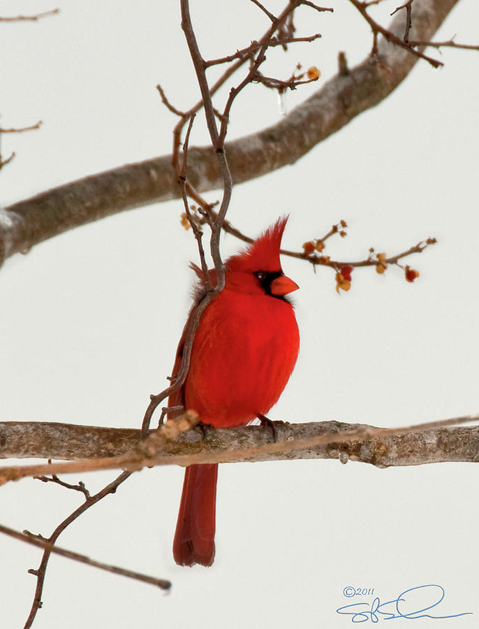 Righteous Cardinal Photograph by S Paul Sahm