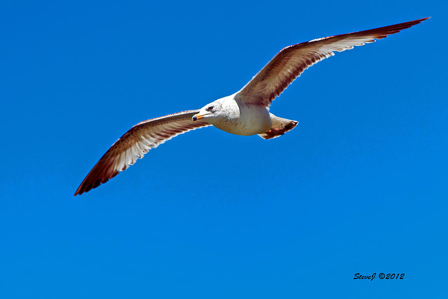Ring Billed Gull Photograph by Stephen Johnson