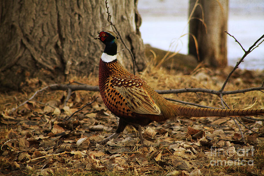 Ring-necked Pheasant Photograph by Alyce Taylor