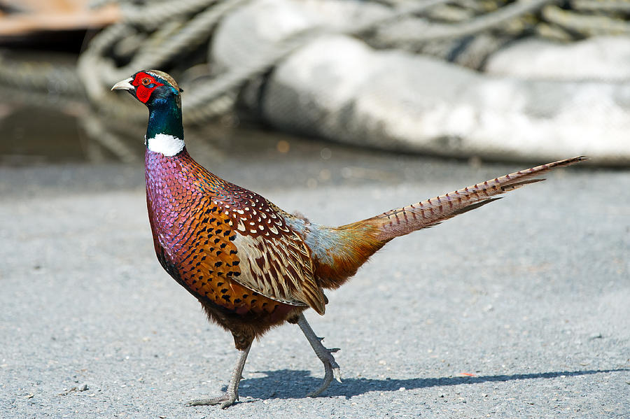 Ring-necked Pheasant Photograph By Brian E. Kushner