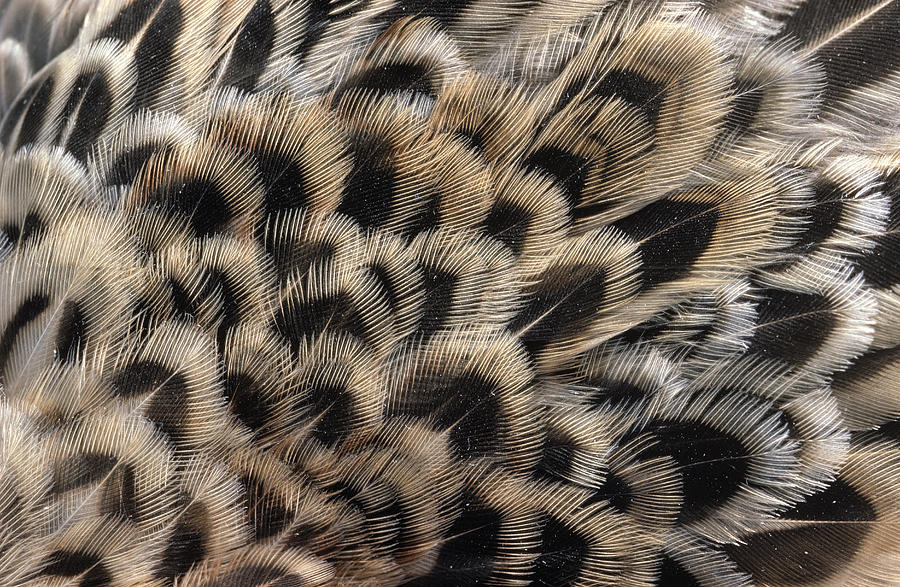 Ring-necked Pheasant Phasianus Photograph by Flip De Nooyer