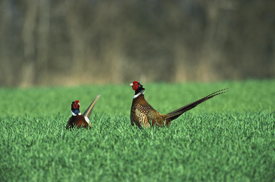 Ring-necked Pheasant Phasianus Photograph by Konrad Wothe