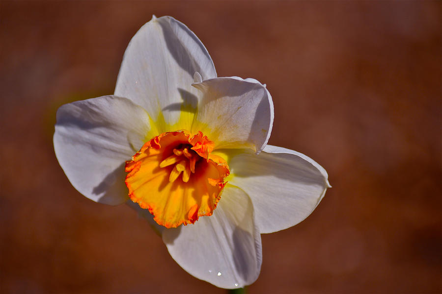 Ring Of Fire Photograph by Bill Owen - Fine Art America