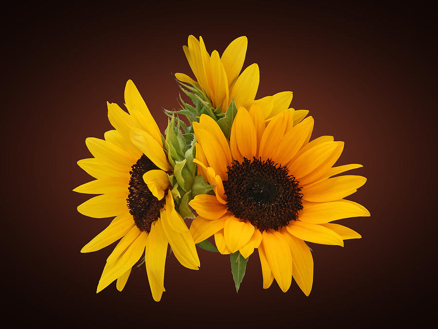 Sunflower Photograph - Ring of Sunflowers by Susan Savad