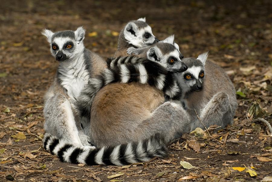 Nature Photograph - Ring-tailed Lemur Family by Peter Chadwick