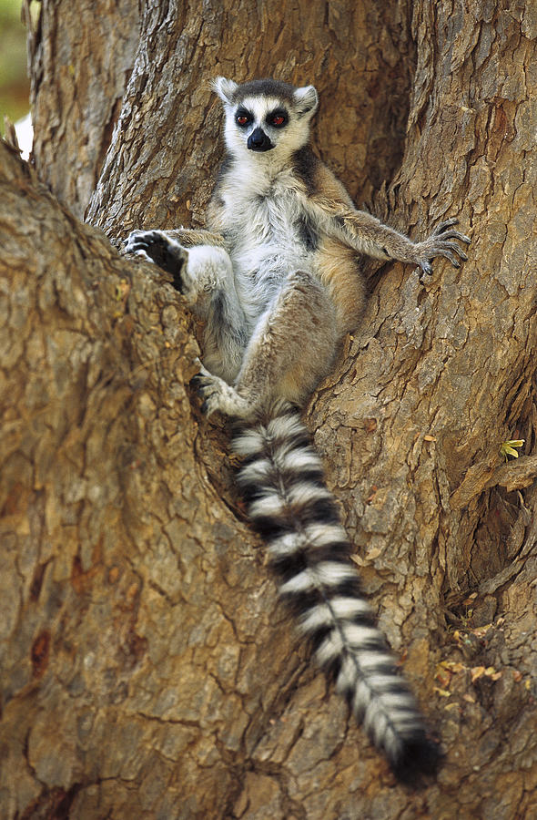 Ring-tailed Lemur In A Tree Photograph by Cyril Ruoso