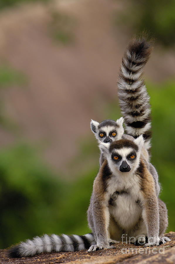 Ring-tailed Lemur Lemur Catta Mother Photograph by Pete Oxford