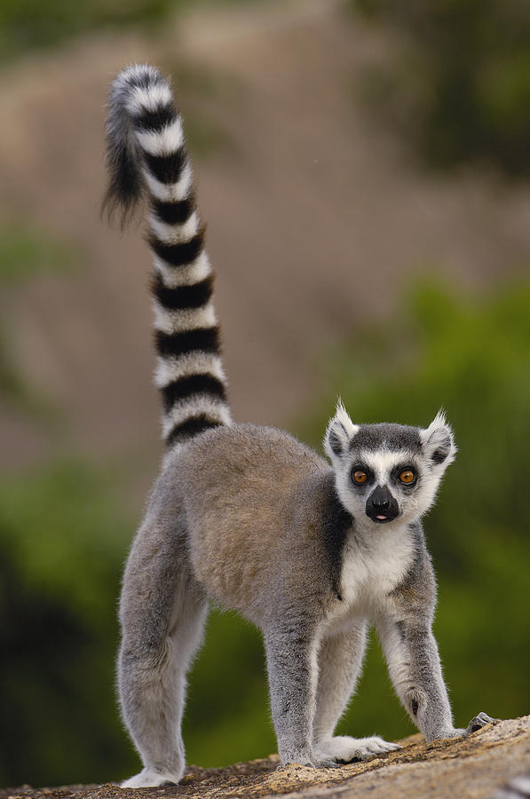 Ring-tailed Lemur Lemur Catta Portrait Photograph by Pete Oxford