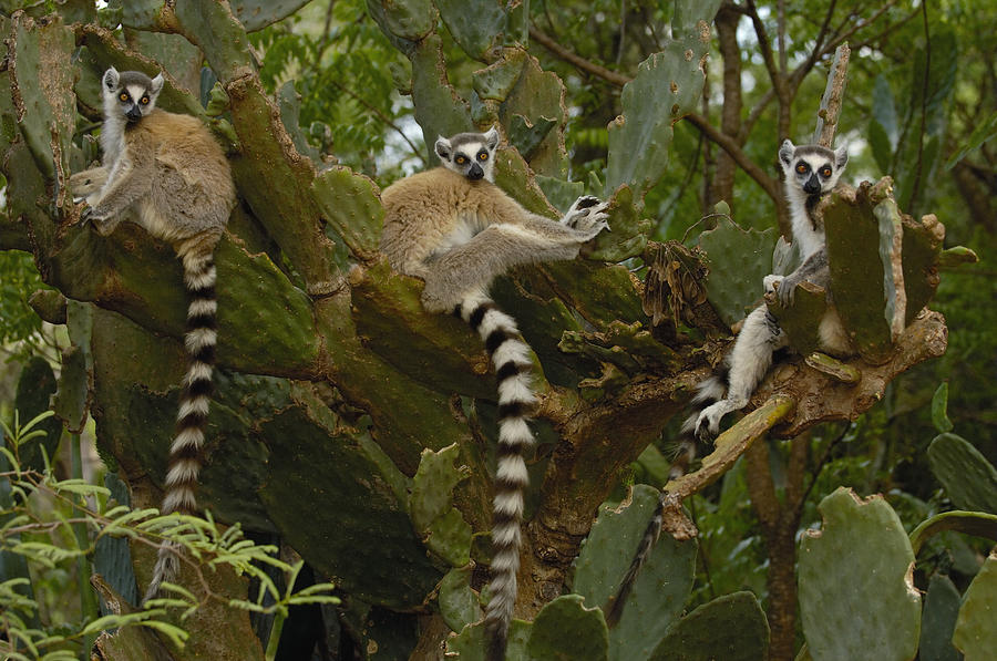 Ring-tailed Lemur Lemur Catta Trio Photograph by Pete Oxford
