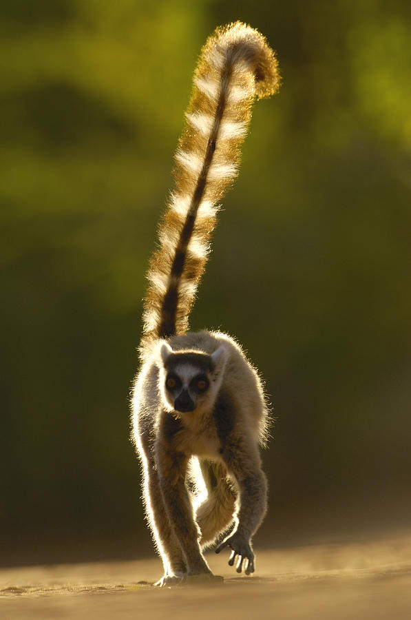 Ring-tailed Lemur Lemur Catta Walking Photograph by Pete Oxford