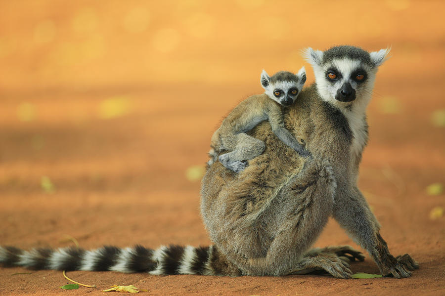 Mammal Photograph - Ring-tailed Lemur Mother and Baby by Cyril Ruoso