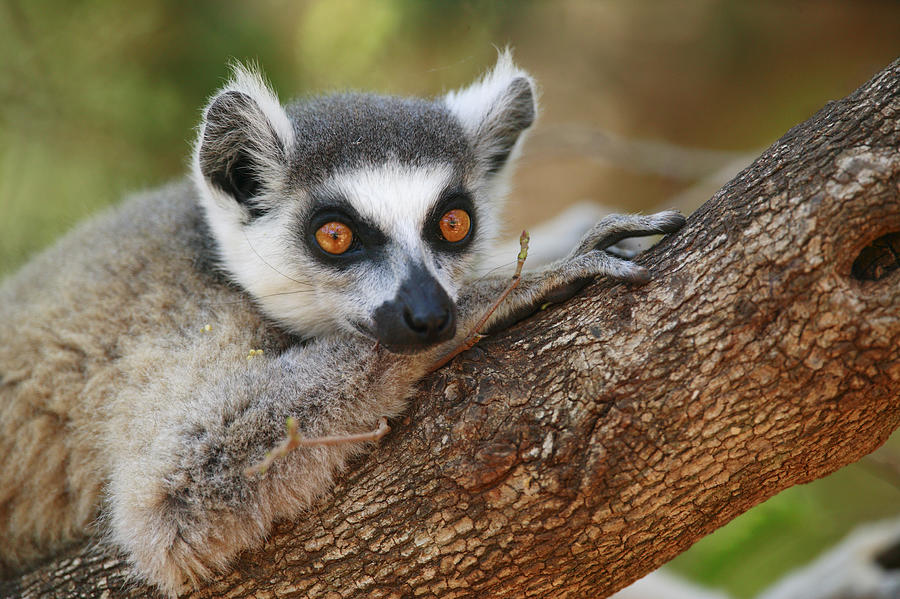 Ring-tailed Lemur Resting Photograph by Cyril Ruoso