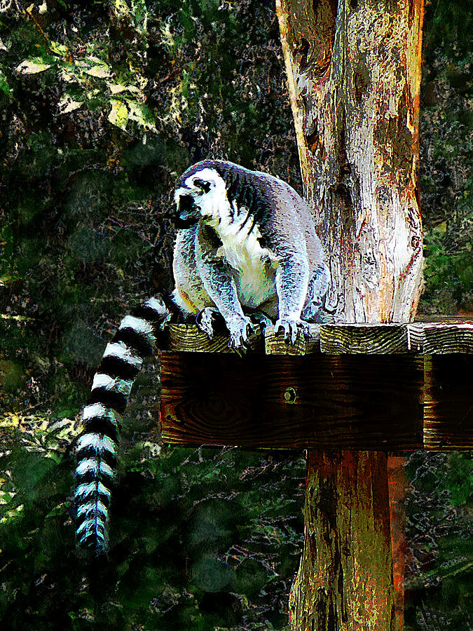 Ring-Tailed Lemur Photograph by Susan Savad