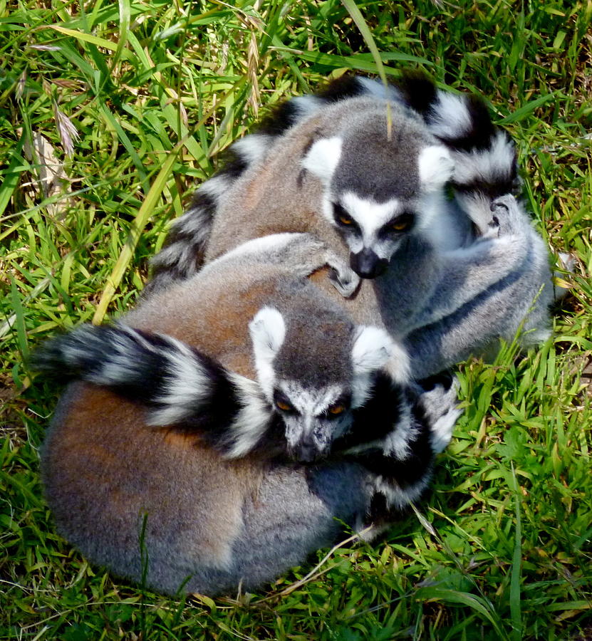 Ring Tailed Lemurs Photograph by Amelia Racca
