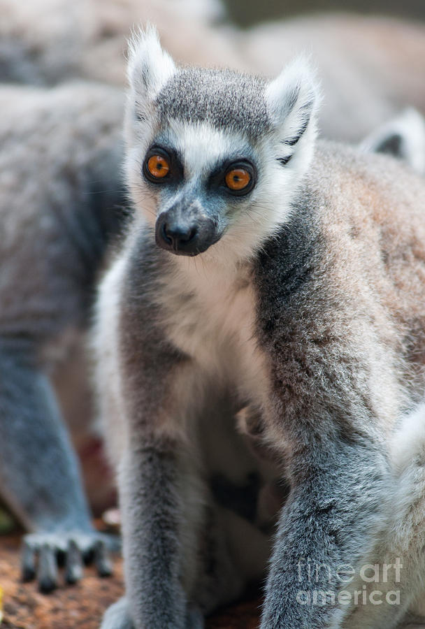 Ring tailed Lemurs Photograph by Andrew  Michael