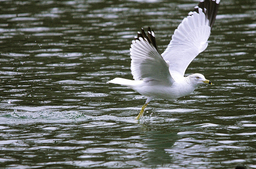 Ringed-Billed Gull Lift Off Photograph by Roy Williams - Fine Art America