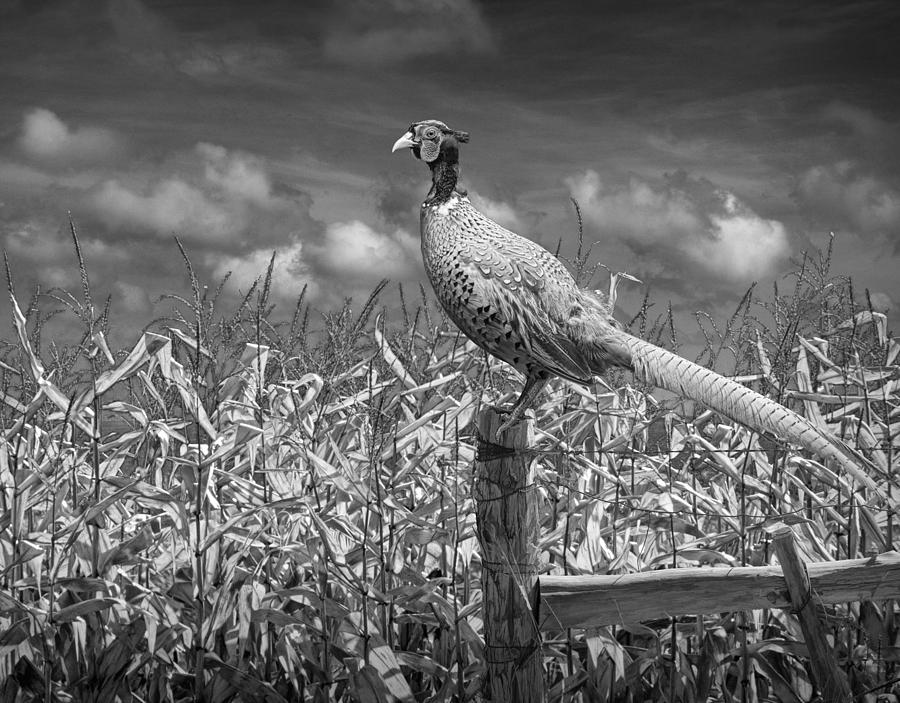 Black And White Photograph - Ringed neck Pheasant on a fencepost by a cornfield by Randall Nyhof