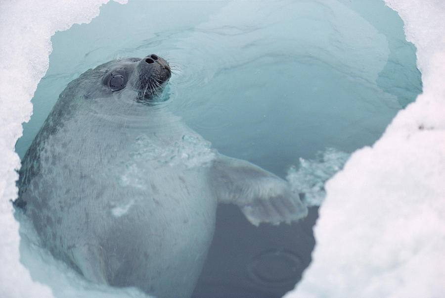Ringed Seal At Breathing Hole Arctic Photograph by Flip Nicklin