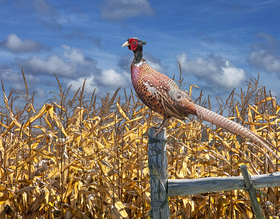 Nature Photograph - Ringneck Pheasant by Randall Nyhof