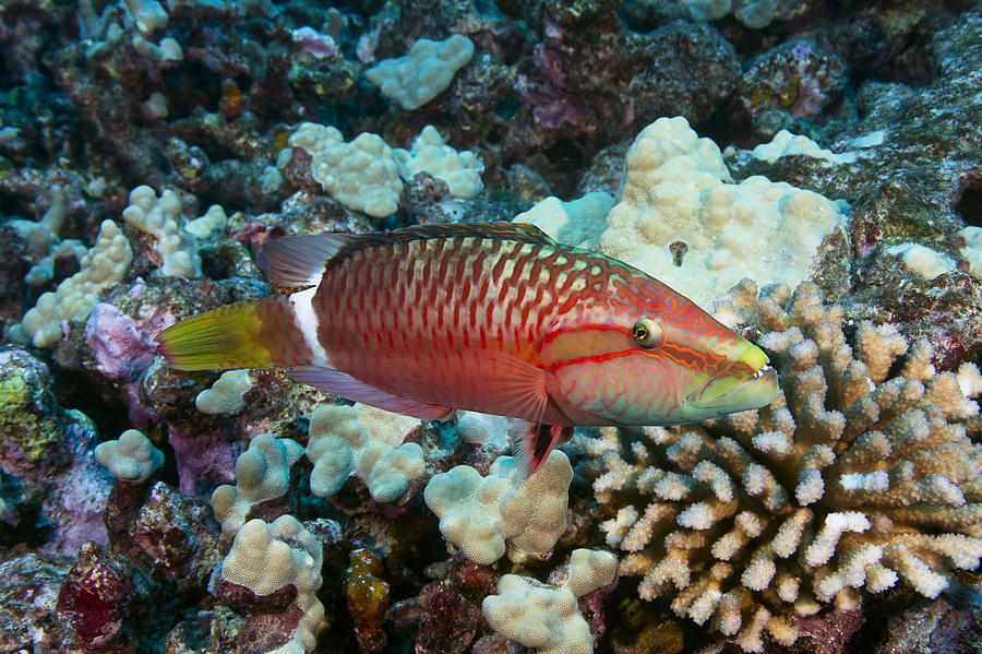 Ringtail wrasse Photograph by Dave Fleetham
