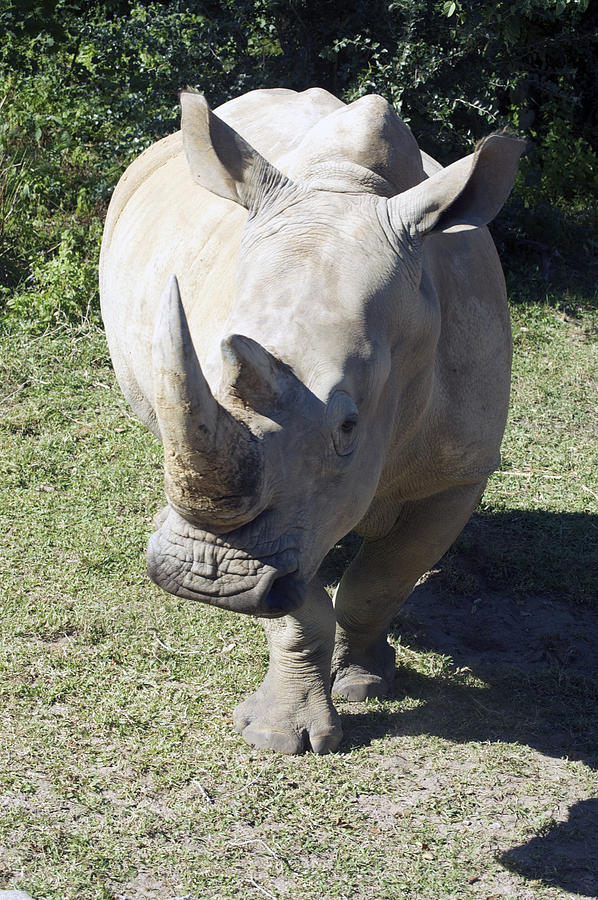 Rino Photograph by Adam Hopke