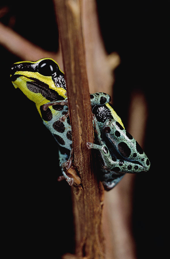 Rio Madeira Poison Frog Dendrobates Photograph by Mark Moffett