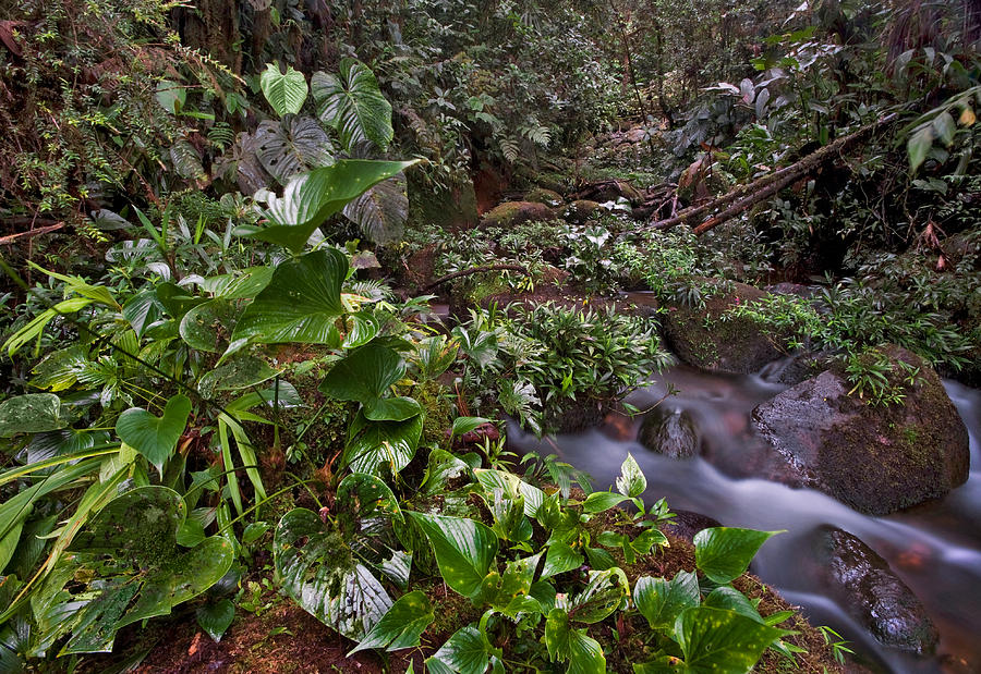 Rio Nambi nature reserve. Department of Narino. Republic of Colombia ...