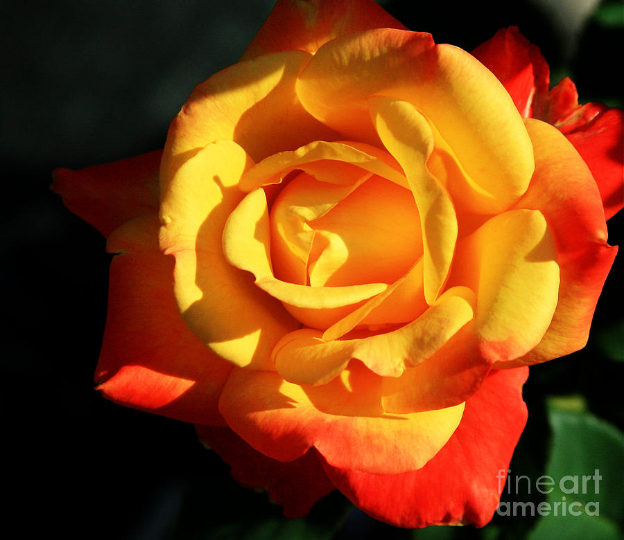 Yellow Rose Photograph - Rio Samba by Don Ellis