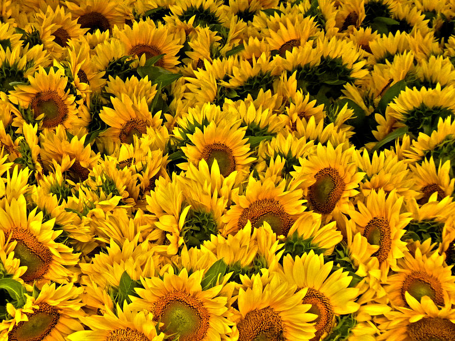 Riotous Sunflowers Photograph by Nancy De Flon
