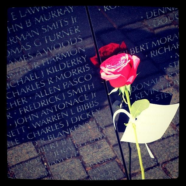 Rose Photograph - R.I.P. Soldiers  by Kandace Watts