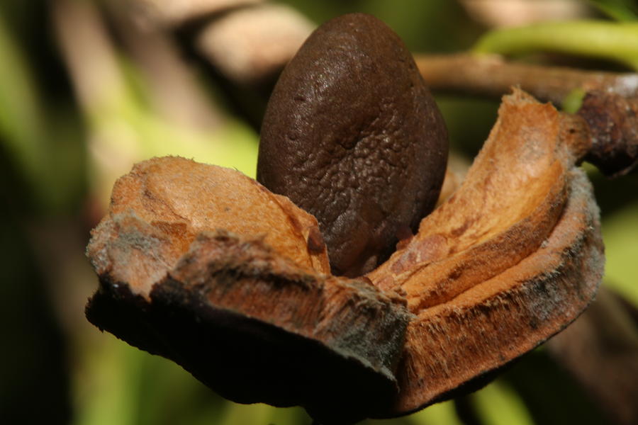 Ripe Camellia Seed Pod Photograph by Gregory Scott