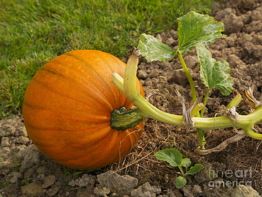 Pumpkin Photograph - Ripe Pumpkin by Louise Heusinkveld