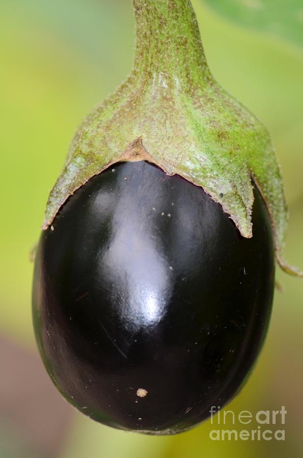 Ripened Eggplant Photograph by Maria Urso