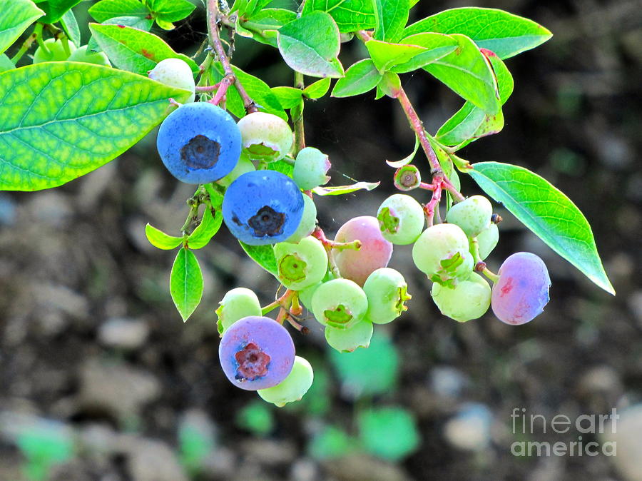 Ripening blueberries Photograph by Sean Griffin